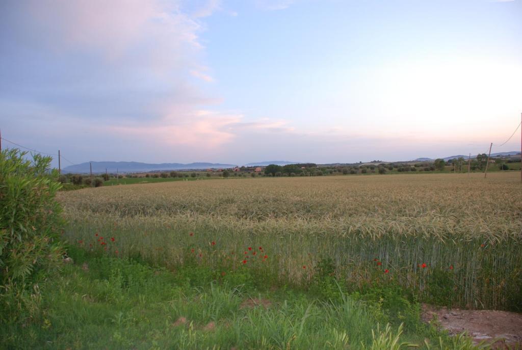 Agriturismo Le Coccinelle Pensjonat Magliano in Toscana Zewnętrze zdjęcie